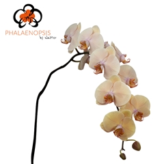 Phal Royal Peach 80cm
