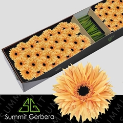 Germini Punki Humba 45cm 7cm Ø