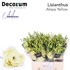 Eust G Alissa Yellow 60cm