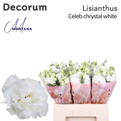 Eus G Celeb Chrystal 60cm