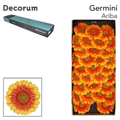 Germini Ariba 45cm 7cm Ø