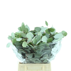 Euc Populifolia Pb 50cm 150gram