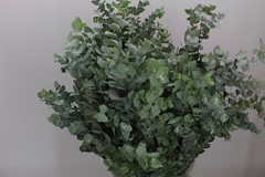 Euca Cinerea P Bunch 50cm 150gram