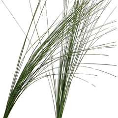 Xantorrhoea StemGRA