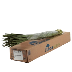 Typha Latifolia Bunch 90cm
