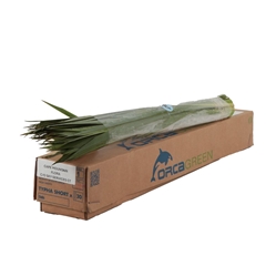 Typha Latifolia Bunch 70cm