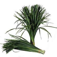 Ophiopogon T Grass Bont 50cm