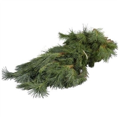 Pinus Strobus Bunch 501gram