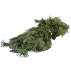 Pinus Strobus Bunch 988gram