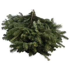 Abies Nordman Bunch 500gram