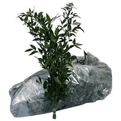 Ruscus Fijn Per Bunch 60cm 100gram