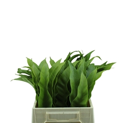 Decogroen Ov Bs 45cm