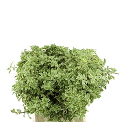 Pittosp Silver Quee 40cm