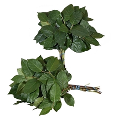 Gaultheria Shall Bs 35cm