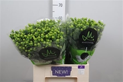 Hyp Sisu Charm 60cm