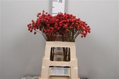 Rosa Amazing Fantasy 60cm