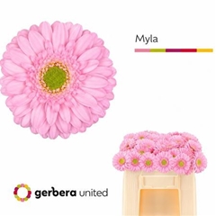 Ge Mi Myla 50cm