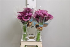 Zant Durban 70cm