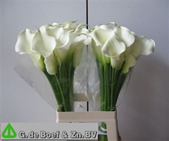 Zant Capt Ventura 65cm