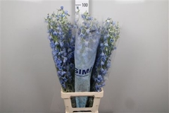 Delph En Sky Waltz 90cm 34