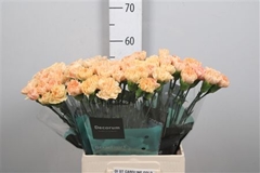Di St Caroline Gold 60cm 23