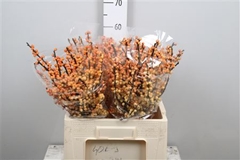 Ilex Vert Gresgold 60cm