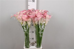 Zant Captain Romance 80cm