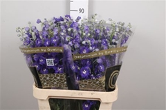 Delph El Delp Emeral 90cm 23