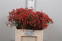 Rosa Mag Autum Glory 60cm