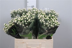 Hyp Sisu Twinkle 60cm