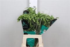 Chasm Latifol Mantis 70cm