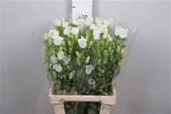 Camp Champion White 70cm