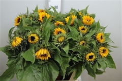 Helian An Sunrich Or 80cm 13