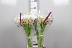 Zant Whitehorse 80cm 1gram