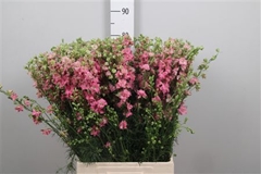 Delph Aj Rose 80cm 23
