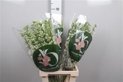 Delph El Aurora Whit 80cm 23