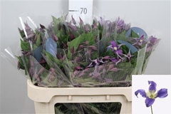 Clem Di Bl Pirouette 70cm 23 4