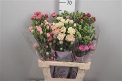 Di Tr Gem In Fust 65cm 23