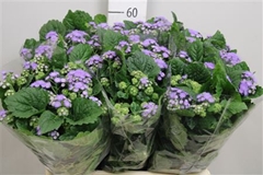 Ager H Blue Planet 60cm