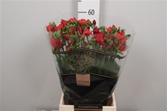 Fr En Red Baron 55cm 22gram 24