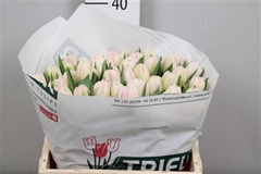 Tu Du Foxtrot 37cm 34gram 22