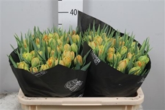 Tu Du Monte Orange 38cm 36gram 23