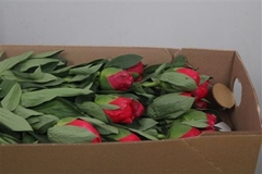 Paeo Mary Jo Legare 55cm 23 Za