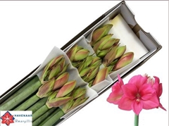 Hipp Ga Pleasure 70cm 4+
