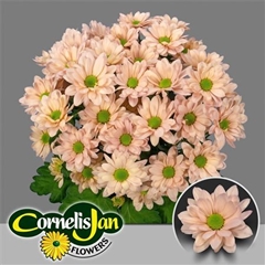 Chr T Resq Peach 70cm 105gram