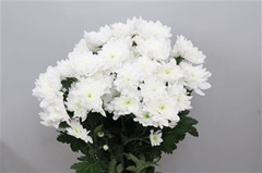 Chr T Pina Colada 70cm 95gram