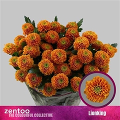 Chr T Lionking 70cm 80gram