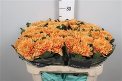 Chr G Kalimba Orange 70cm 90gram