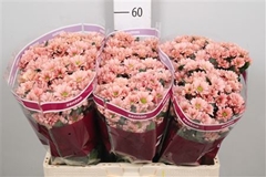 Chr S Babette 55cm