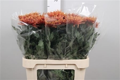Chr G Tula Copper 80cm 70gram